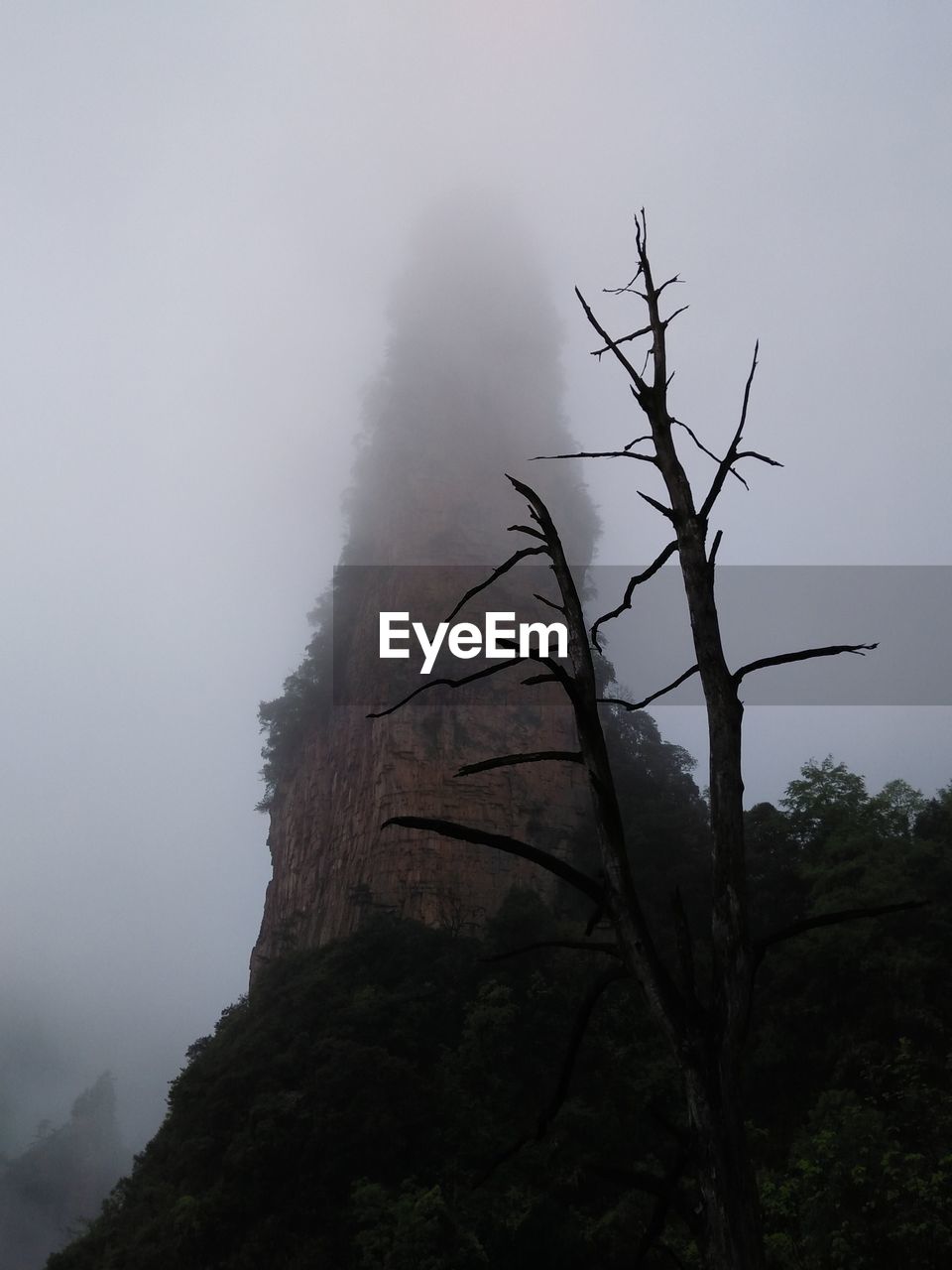 TREE AGAINST MOUNTAIN