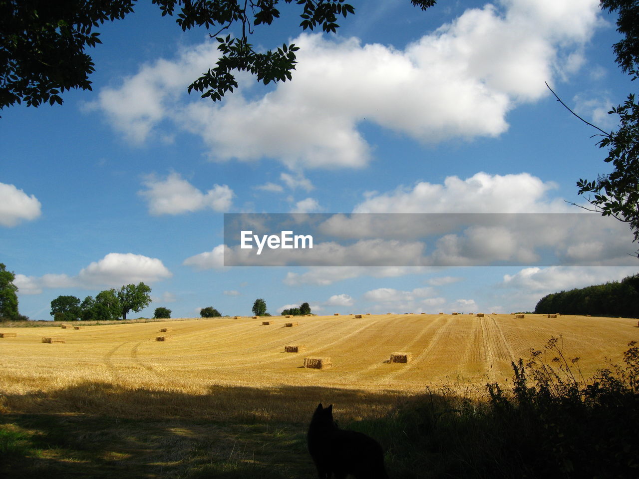 Hay bales on landscape against sky