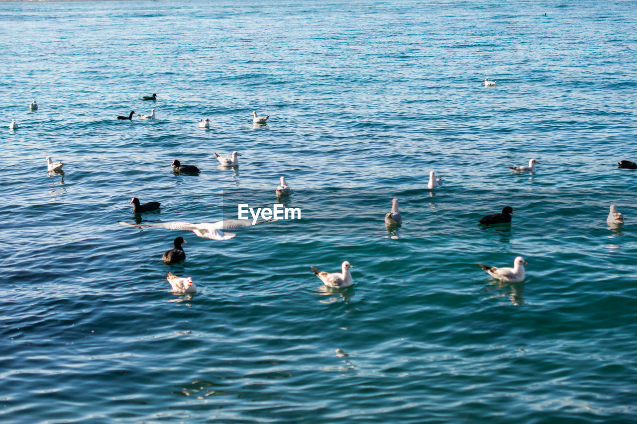 BIRDS SWIMMING IN SEA