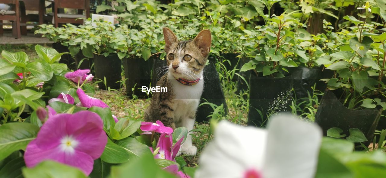 VIEW OF CAT BY FLOWERS