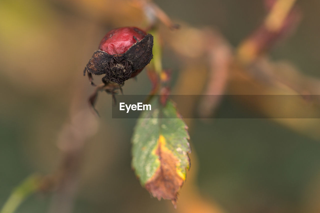 Close-up of ladybug on plant