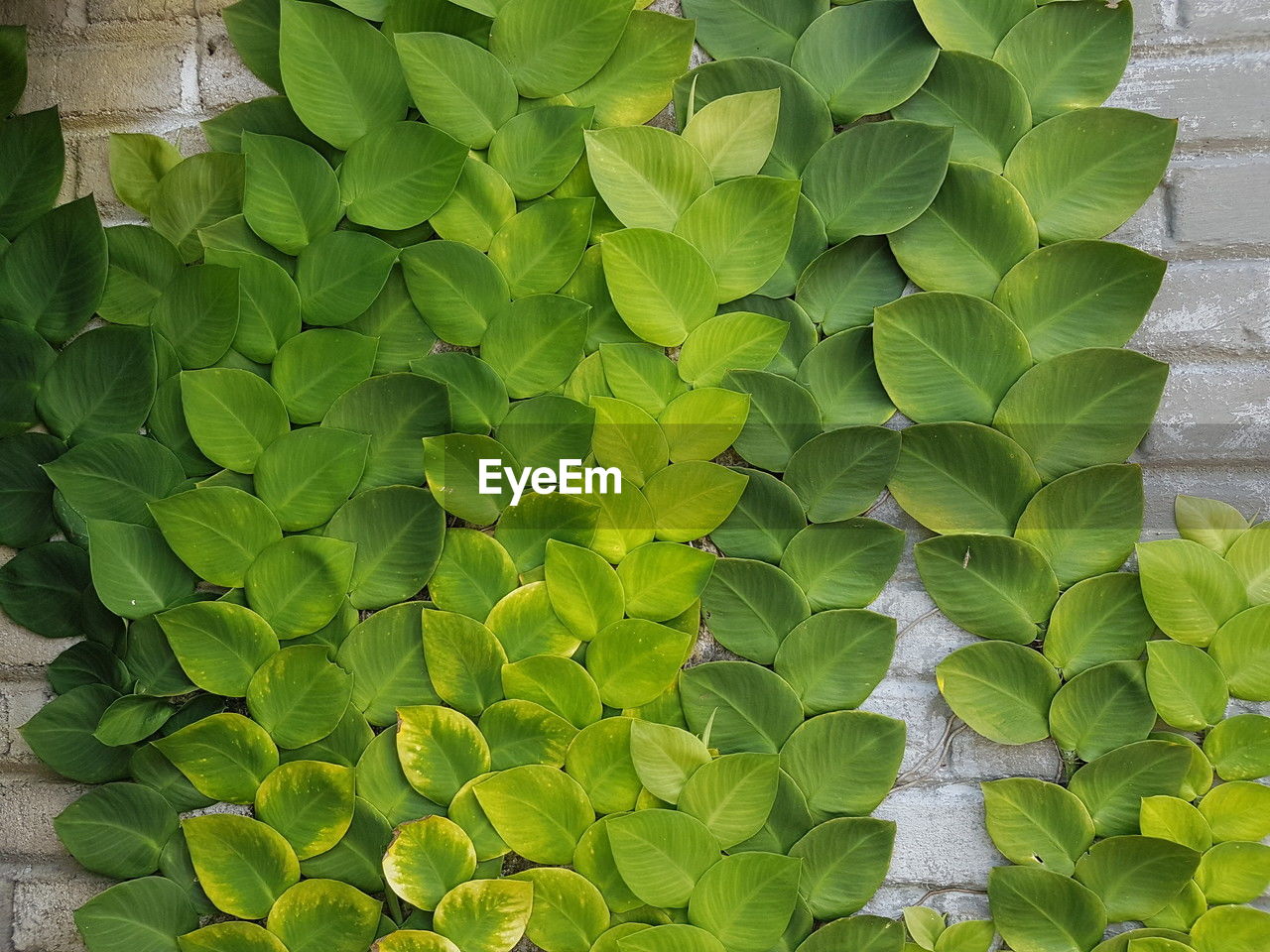 green, leaf, plant part, growth, plant, nature, flower, no people, beauty in nature, day, tree, close-up, outdoors, shrub, freshness, high angle view, ivy, backgrounds, full frame