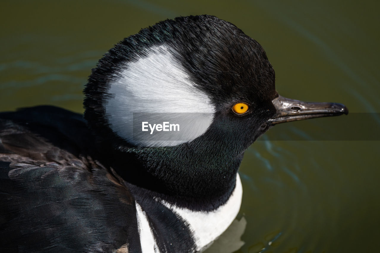 CLOSE-UP OF A DUCK