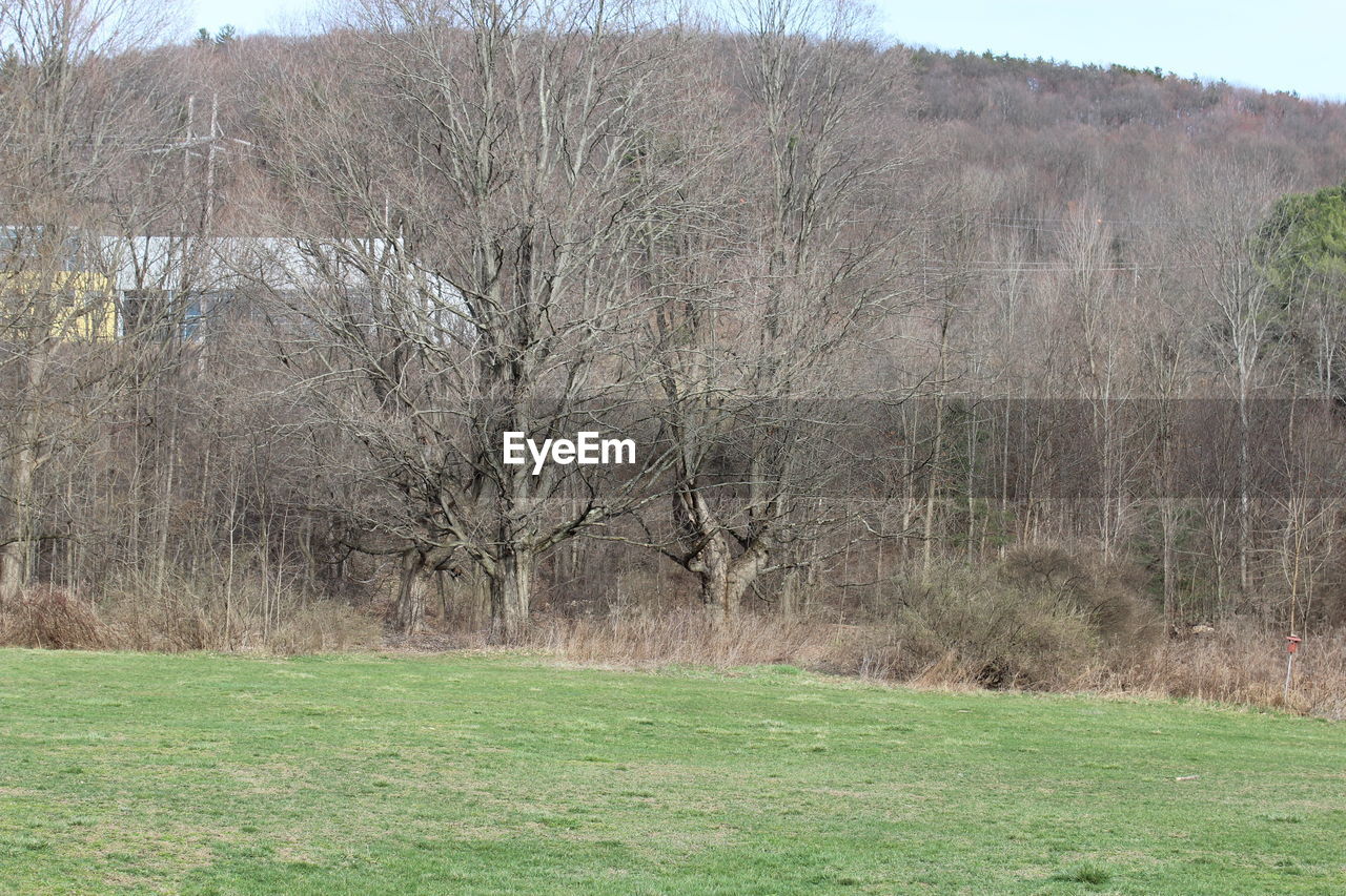 VIEW OF GRASSY FIELD