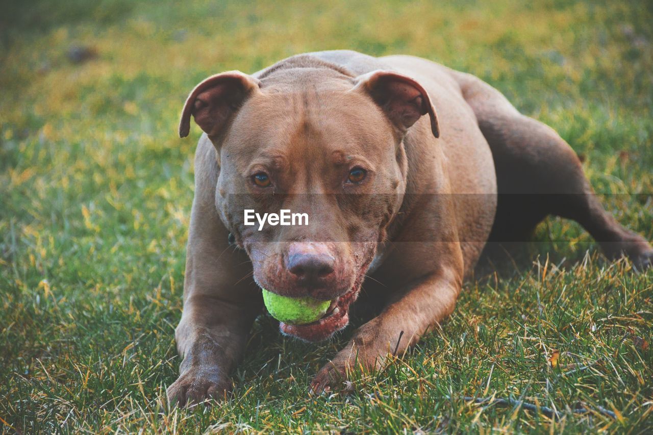 PORTRAIT OF DOG LYING ON GRASS