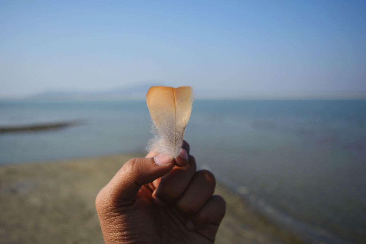 Close-up of hand holding feather at beach against clear sky