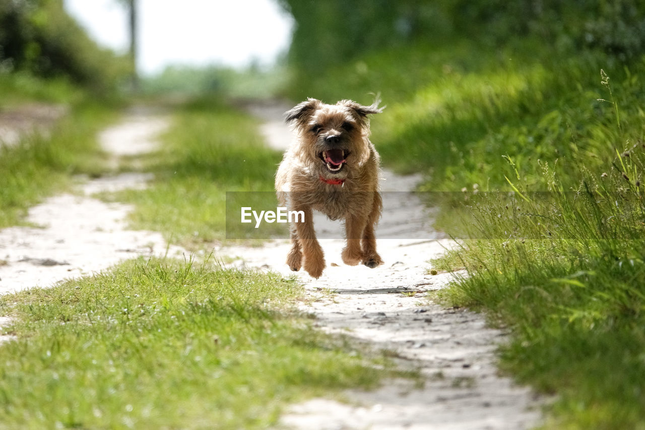 PORTRAIT OF DOG RUNNING ON GRASS