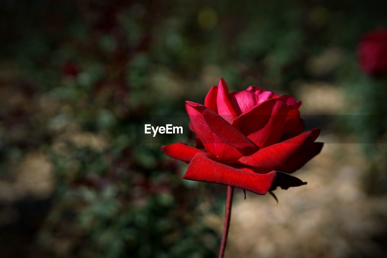 Close-up of red rose blooming outdoors