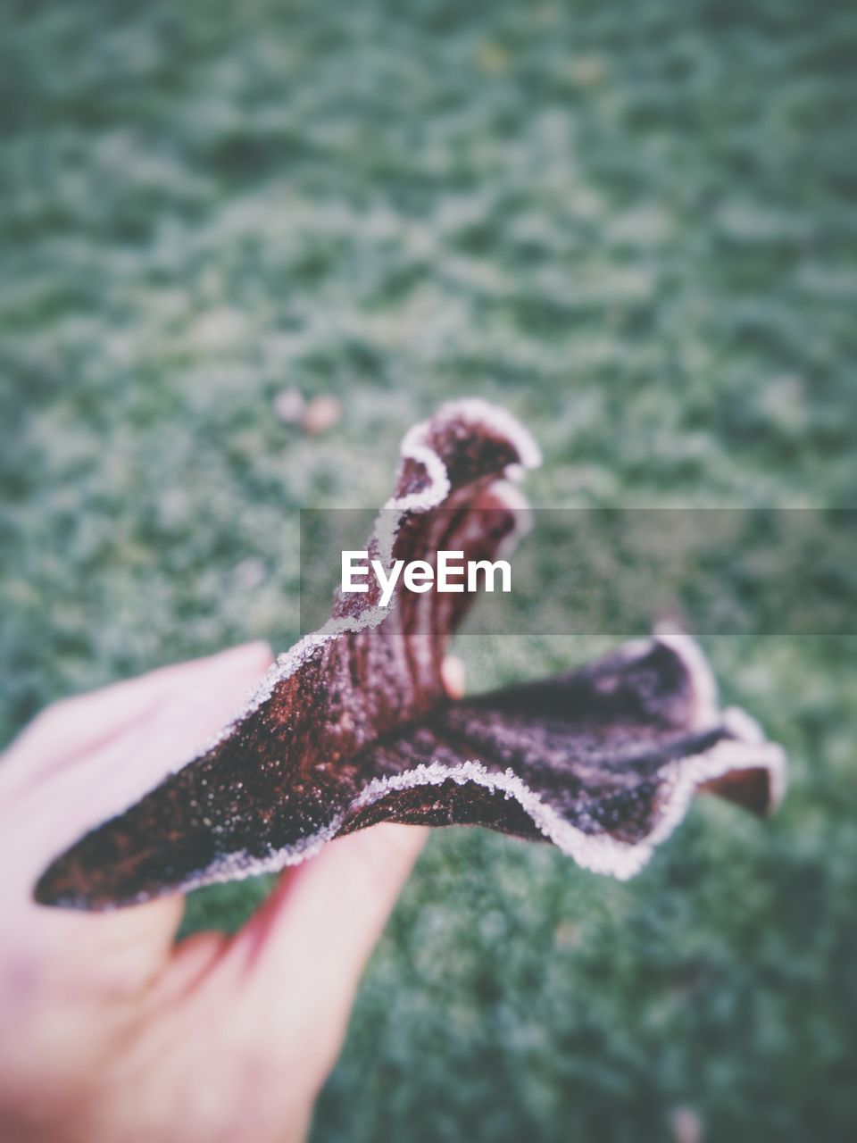 Close-up of hand holding frozen leaf