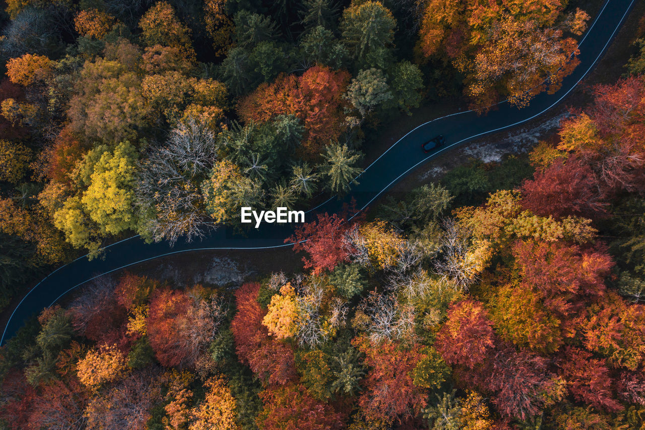 HIGH ANGLE VIEW OF AUTUMN TREES BY PLANTS