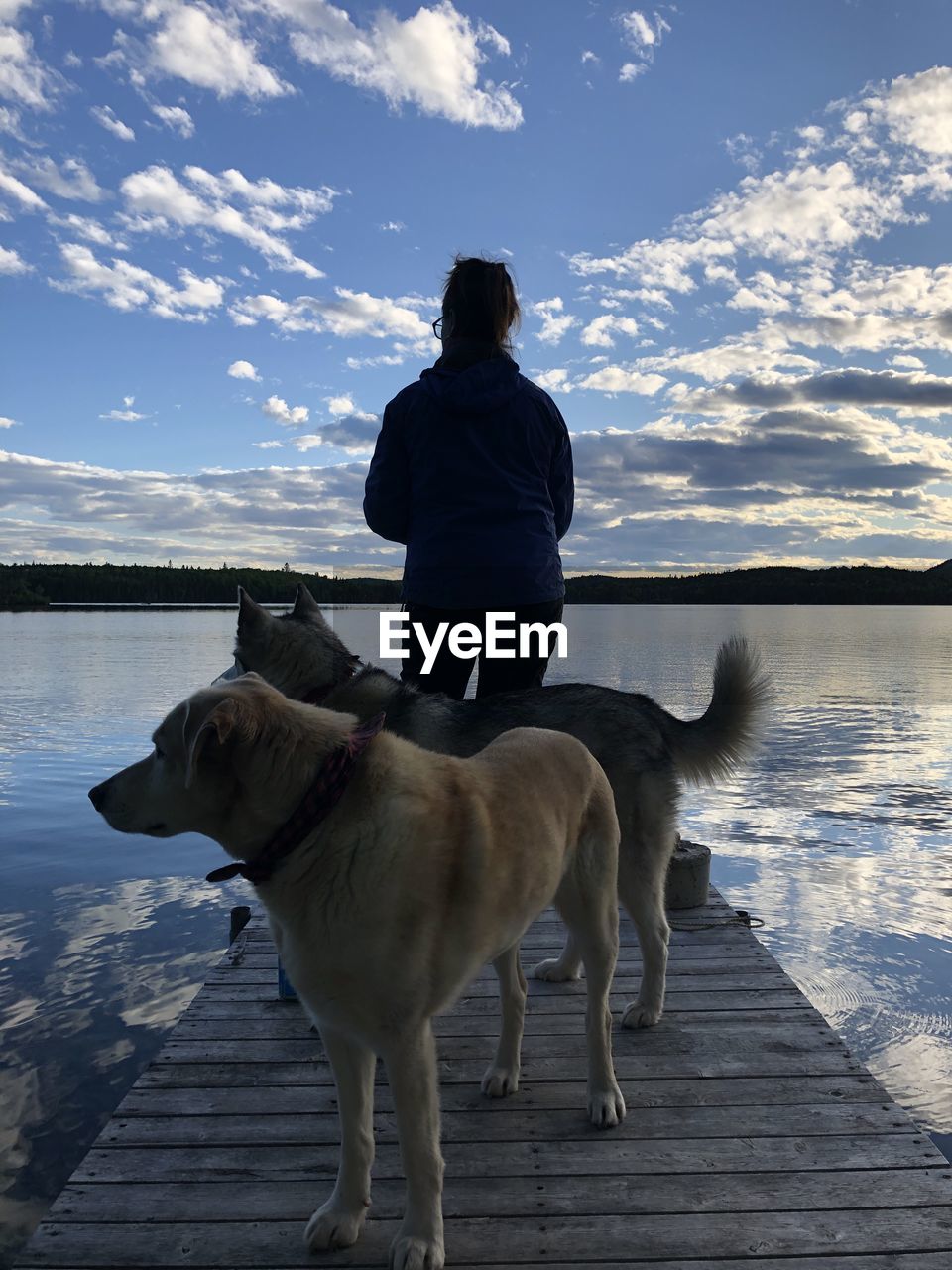 REAR VIEW OF A DOG ON BEACH