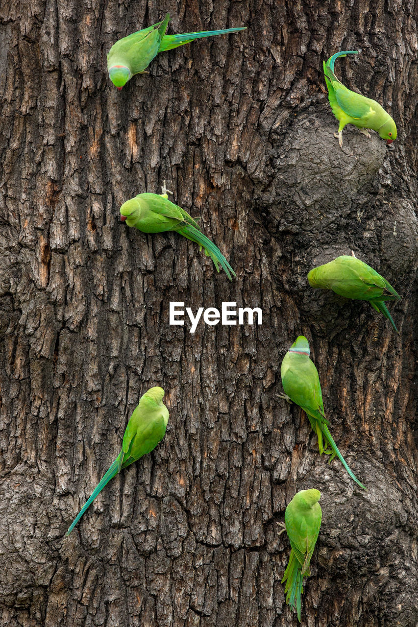 Rose-ringed parakeets perching on tree trunk