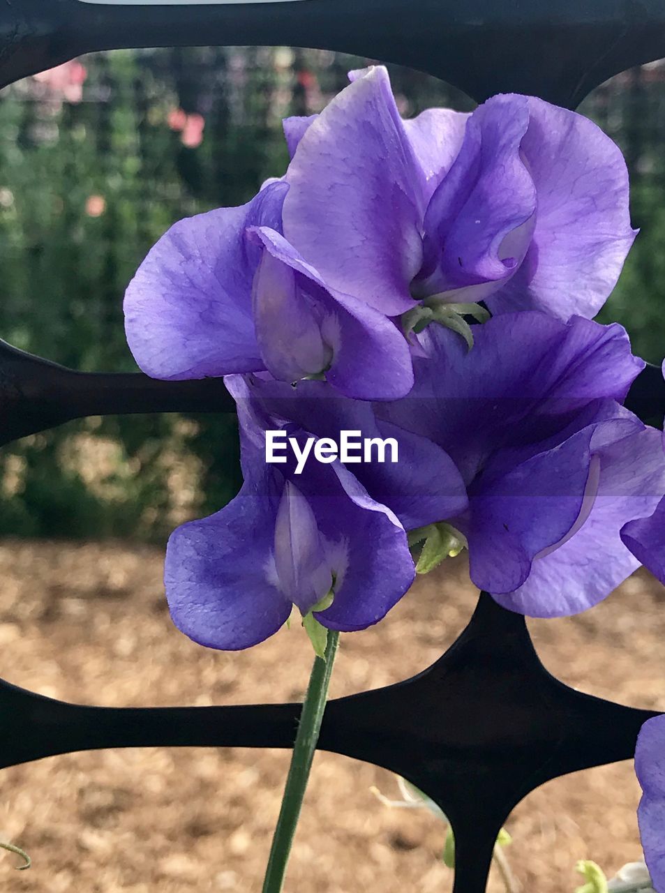 CLOSE-UP OF PURPLE FLOWERS
