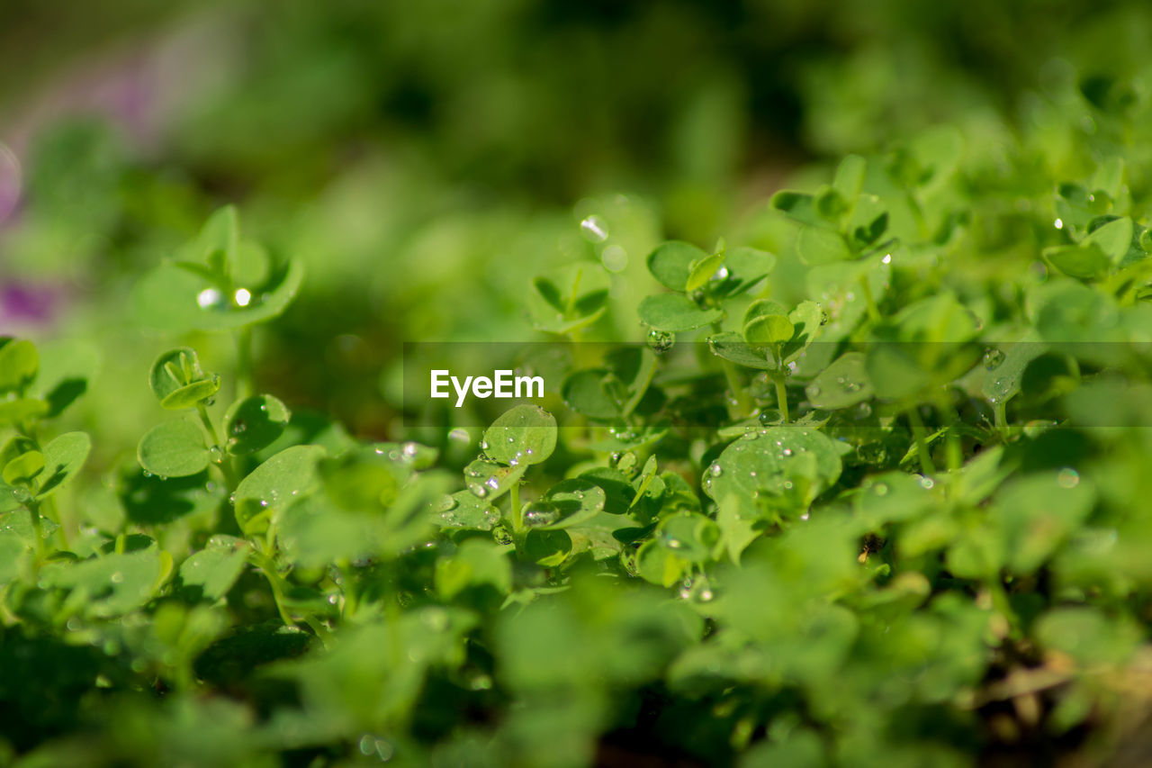 Close-up of water drops on leaves