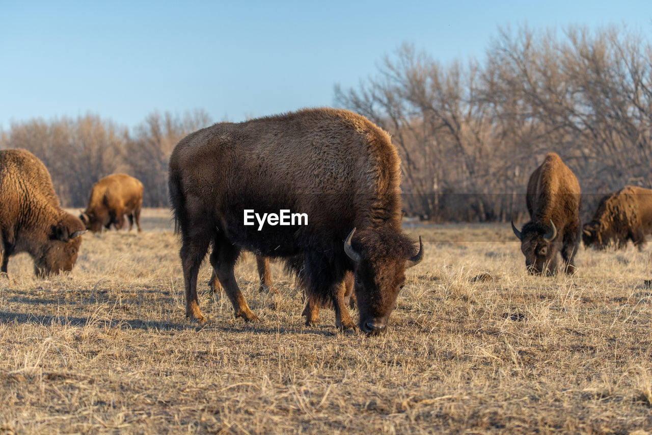 HORSES GRAZING IN FIELD