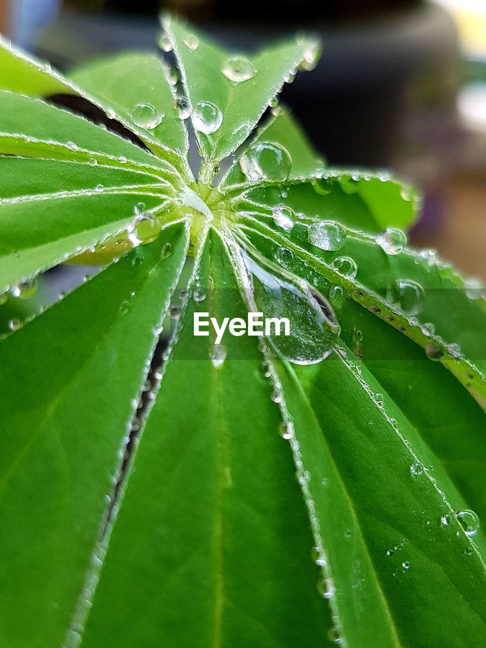 CLOSE-UP OF WATER DROPS ON LEAF