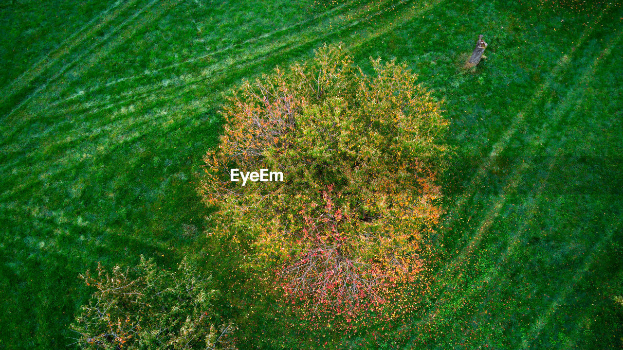 green, plant, growth, grass, leaf, nature, high angle view, beauty in nature, land, flower, no people, day, field, sunlight, lawn, tranquility, outdoors, environment, tree, agriculture, meadow, landscape, vegetation, freshness, scenics - nature, full frame, tranquil scene