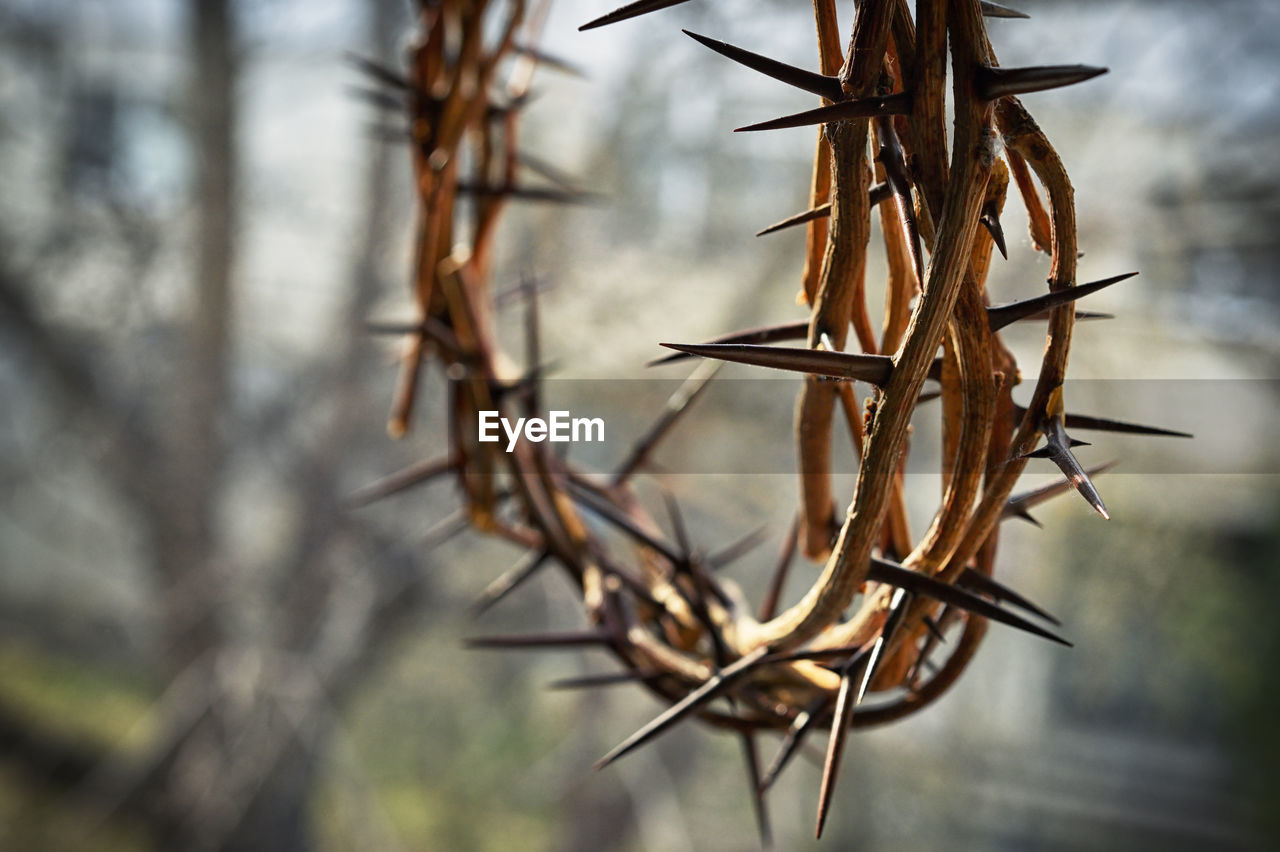 twig, branch, plant, nature, leaf, thorns, spines, and prickles, close-up, tree, no people, macro photography, focus on foreground, grass, flower, autumn, outdoors, day, winter, beauty in nature, tranquility, land, selective focus