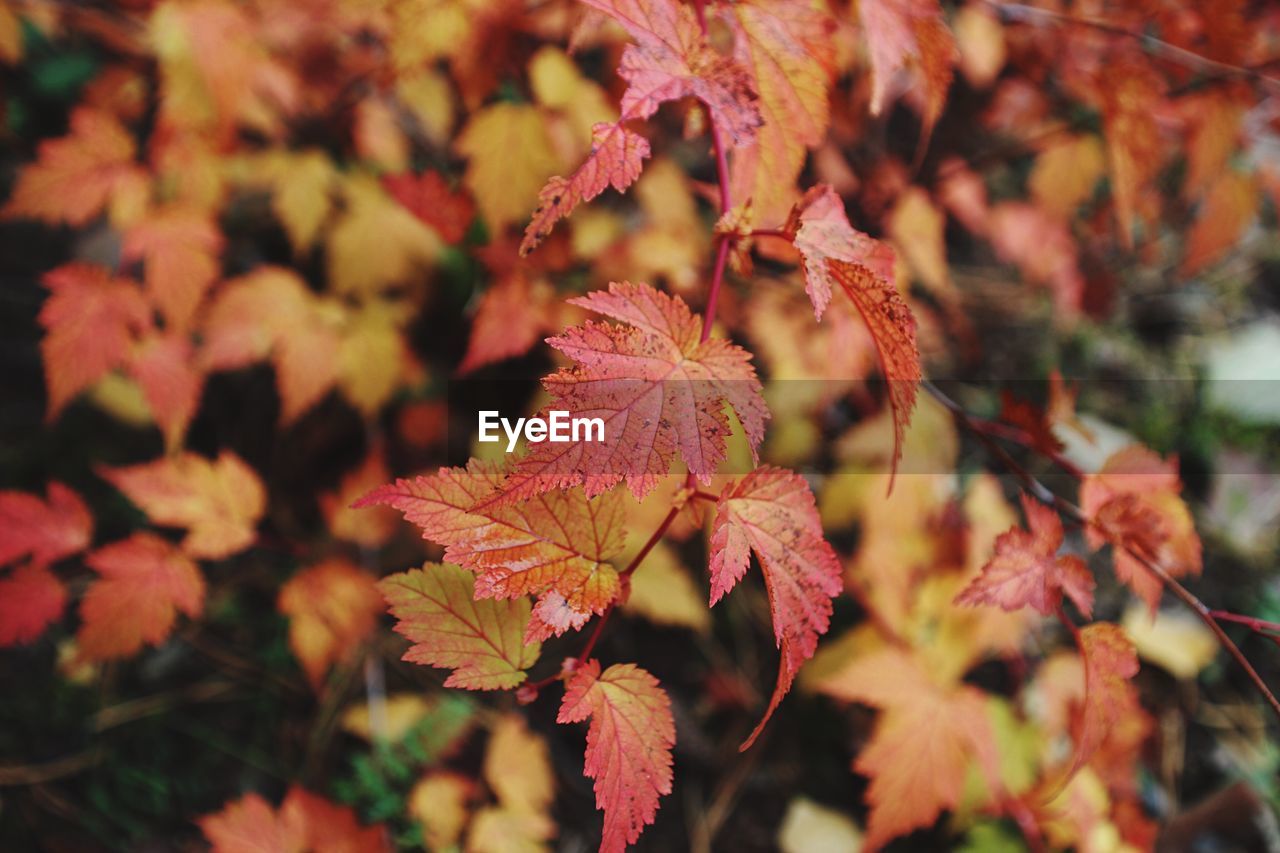 Close-up of leaves on tree