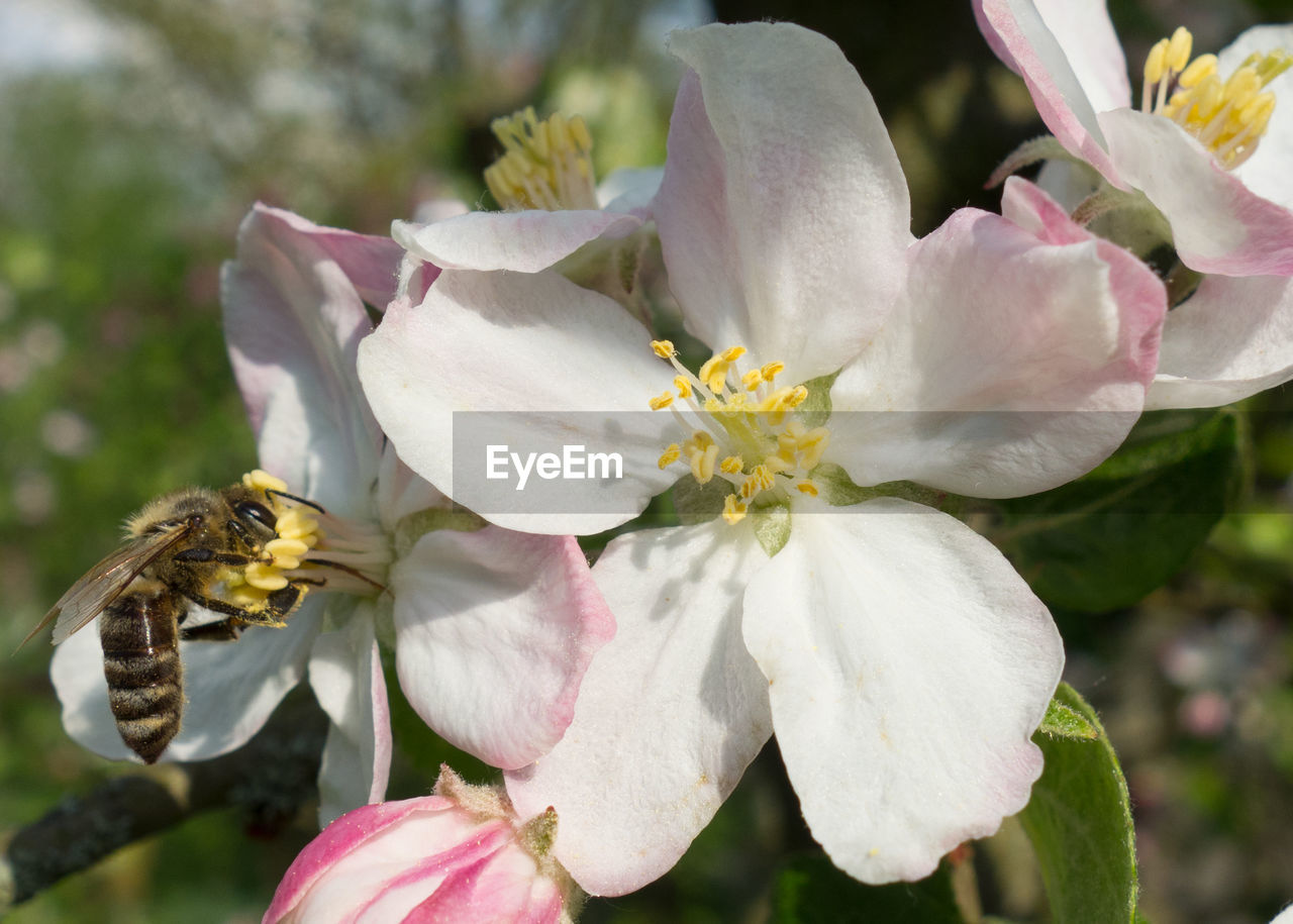 CLOSE-UP OF FRESH PINK FLOWERS