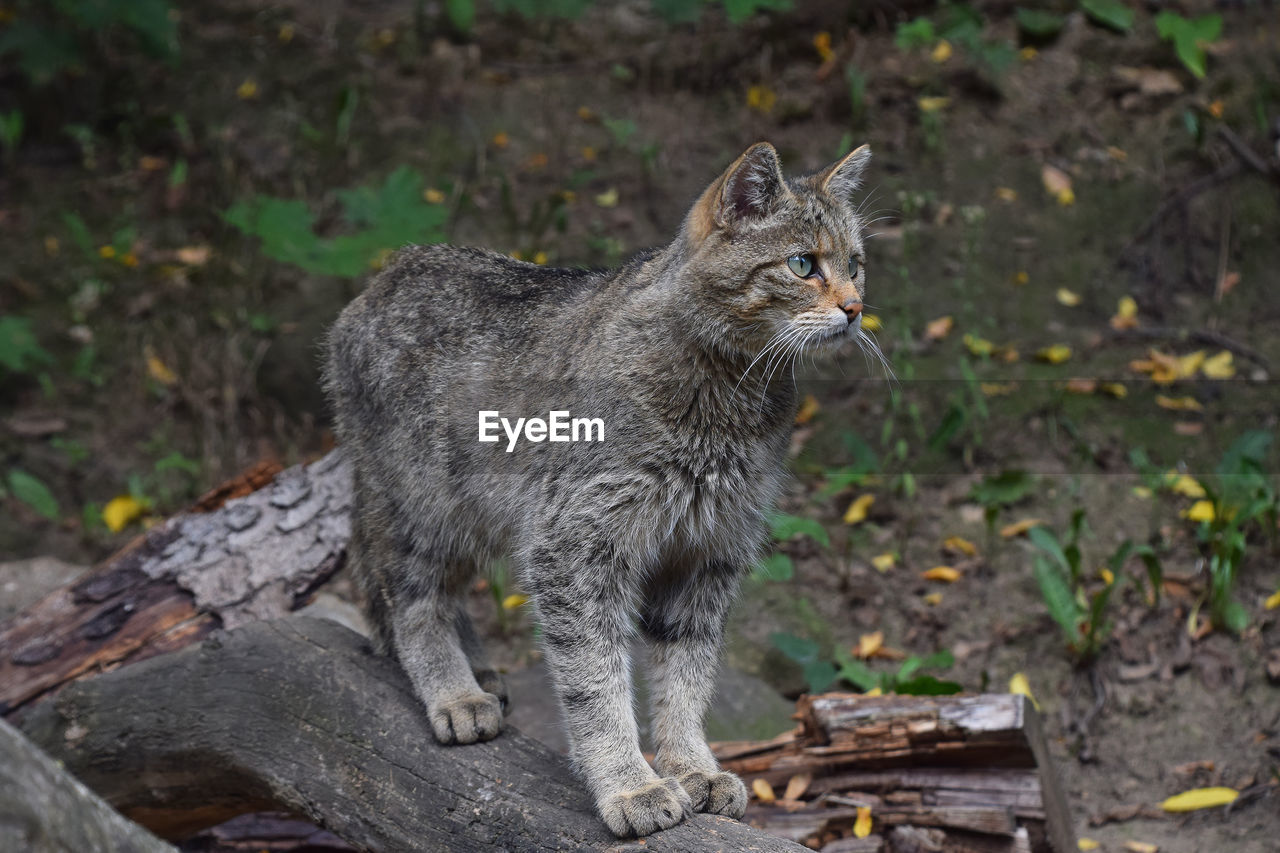 Cat standing on wood