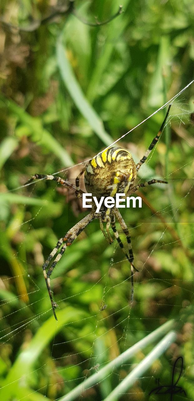 Close-up of spider on plant