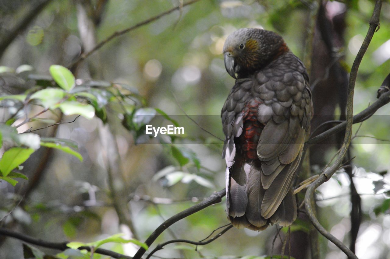 CLOSE-UP OF BIRD PERCHING ON BRANCH