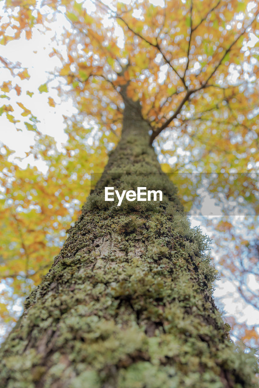 Low angle view of fresh autumn tree against sky