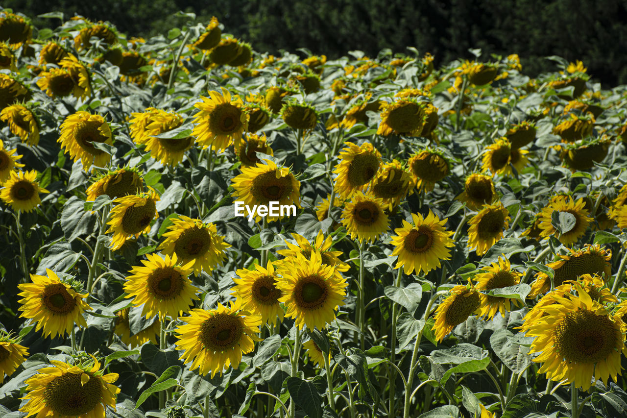 High angle view of yellow flowering plants on field
