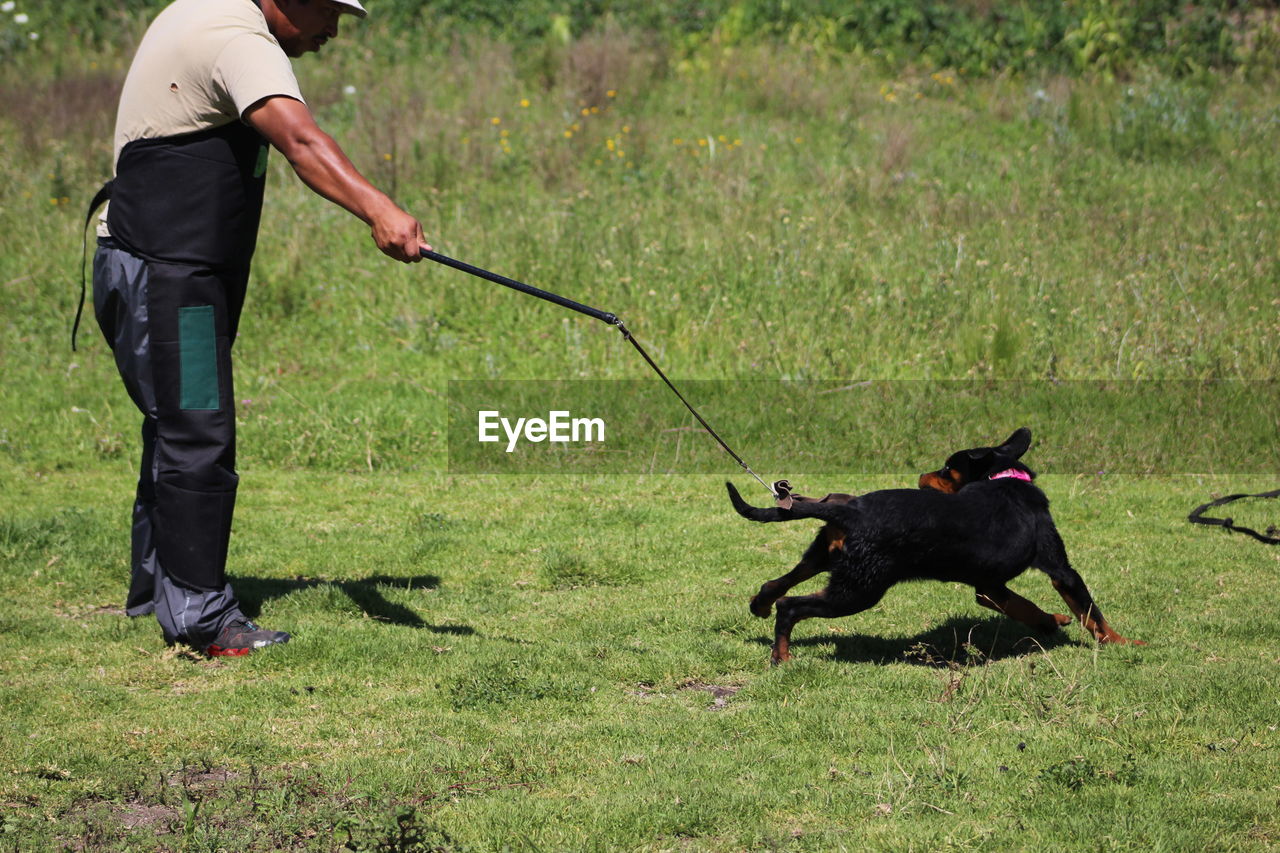 DOG WALKING ON GRASSY FIELD