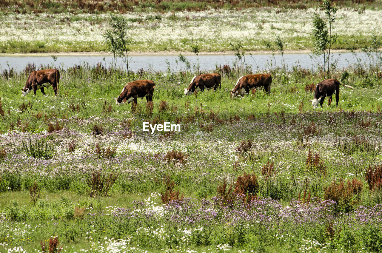 Cows in field with wildflowers in the netherlands in summer