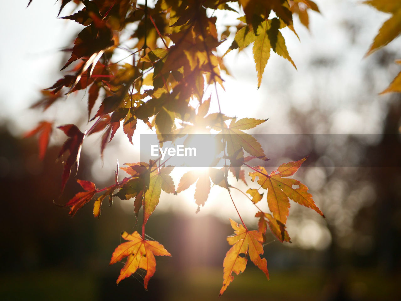 Close-up of tree during autumn