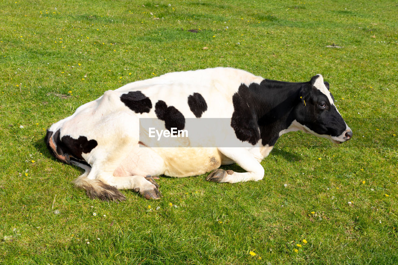 dairy cow, animal, grass, mammal, domestic animals, animal themes, pasture, pet, plant, cow, cattle, livestock, nature, grazing, field, land, green, one animal, no people, domestic cattle, meadow, relaxation, farm, day, bull, calf, outdoors, agriculture, high angle view, black, lying down, grassland, plain, dairy