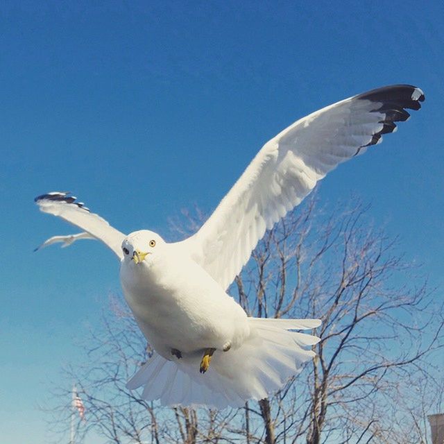 LOW ANGLE VIEW OF SEAGULL FLYING IN BLUE SKY