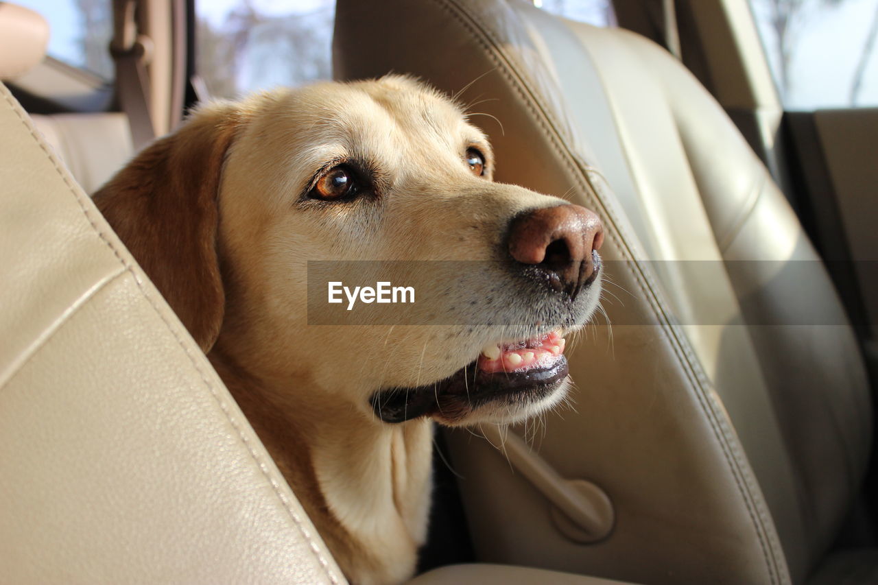 Close-up of dog in car