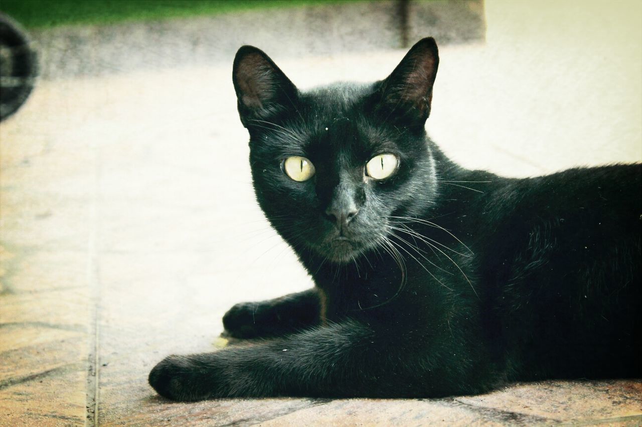 Close-up portrait of black cat relaxing on street