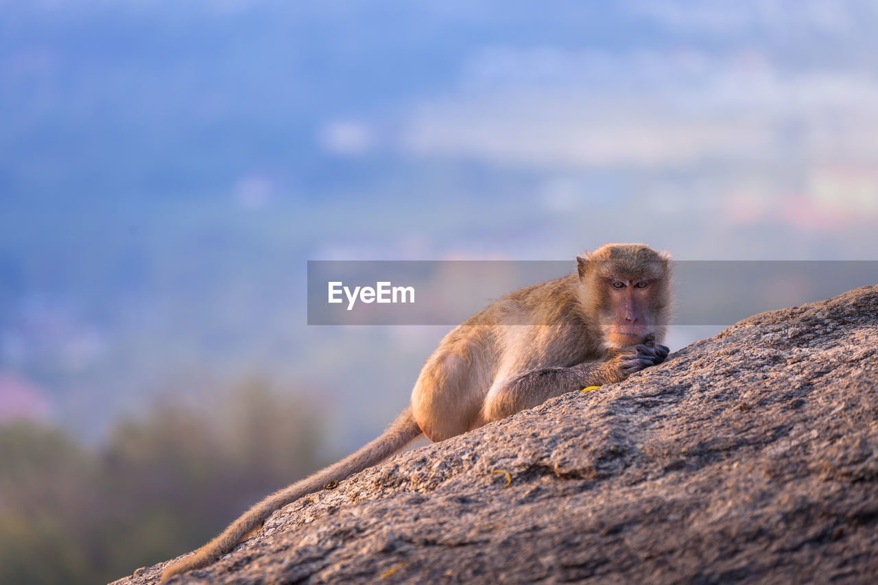 Close-up portrait of monkey sitting on rock against sky
