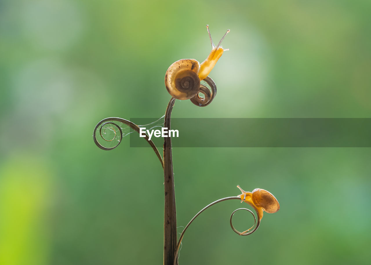 Close-up of snail