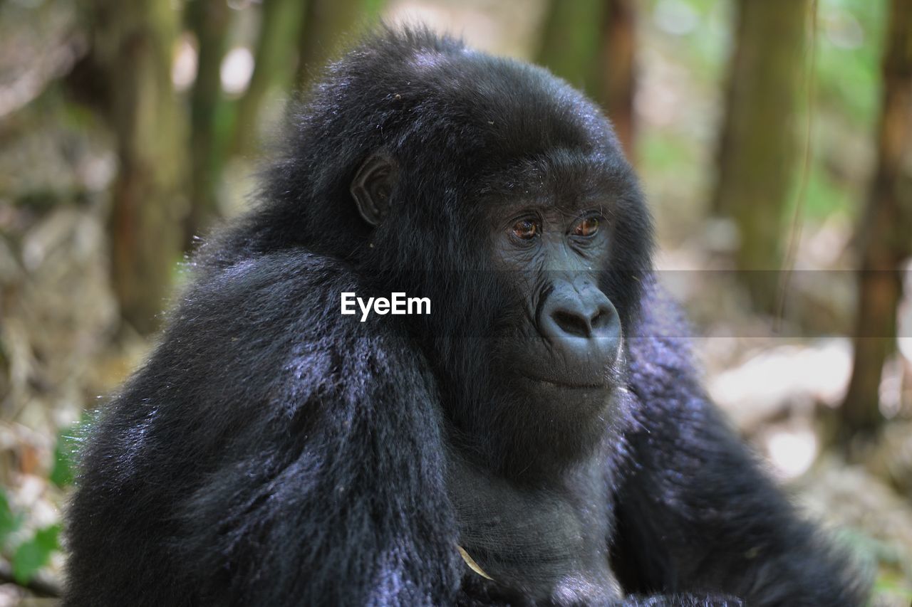 Mountain gorilla in rwanda volcanic mountains