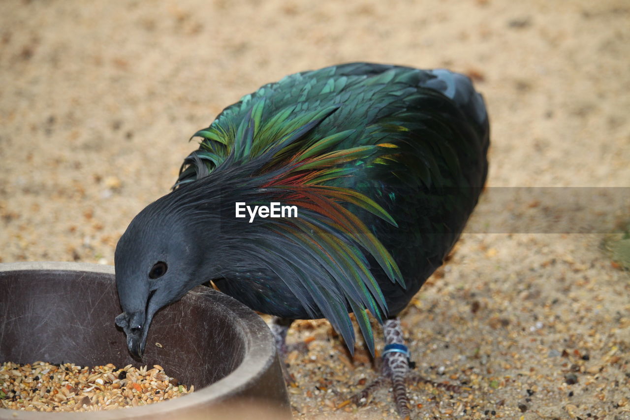 Close-up of a bird