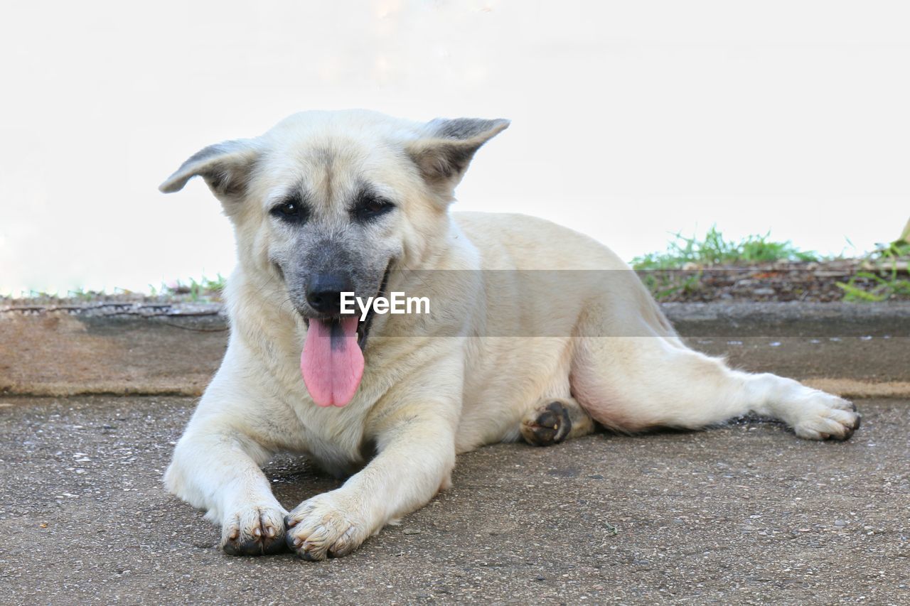 PORTRAIT OF DOG LYING DOWN