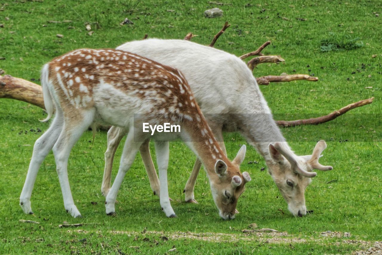White and common fallow deer