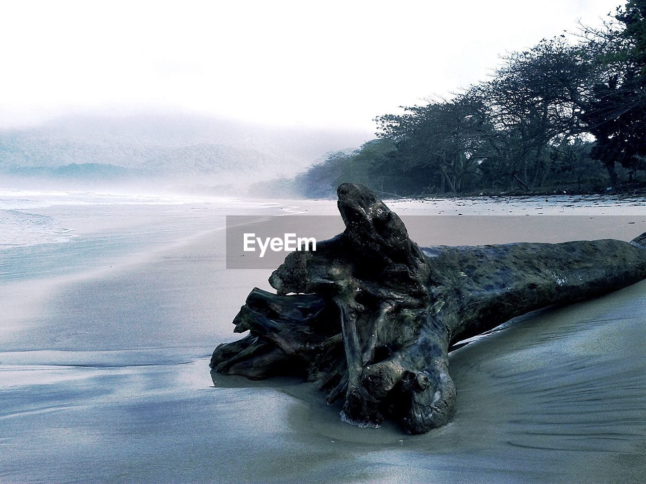 Wet driftwood on beach