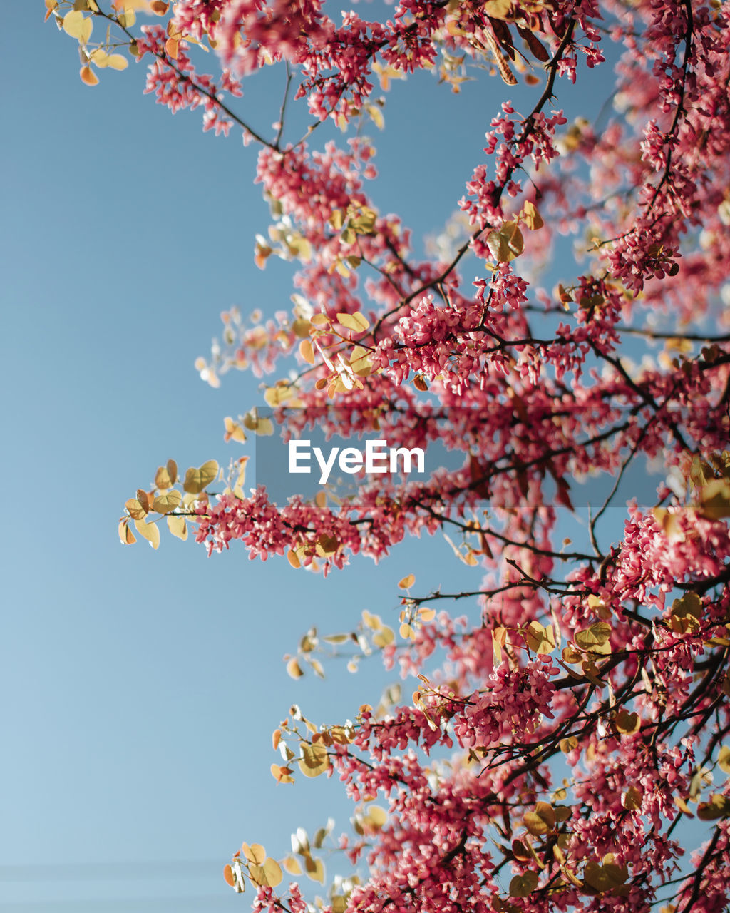 LOW ANGLE VIEW OF CHERRY BLOSSOM TREE AGAINST SKY