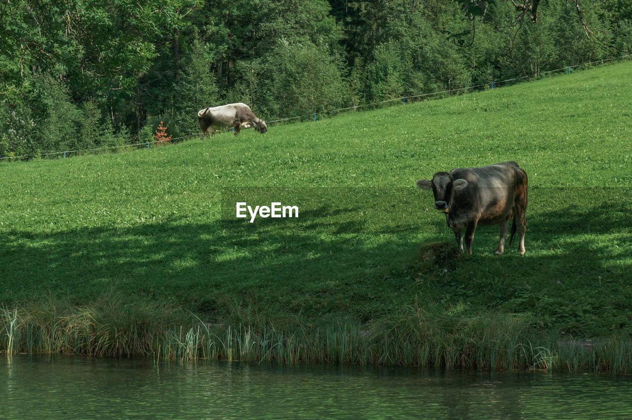 Cows in a green field