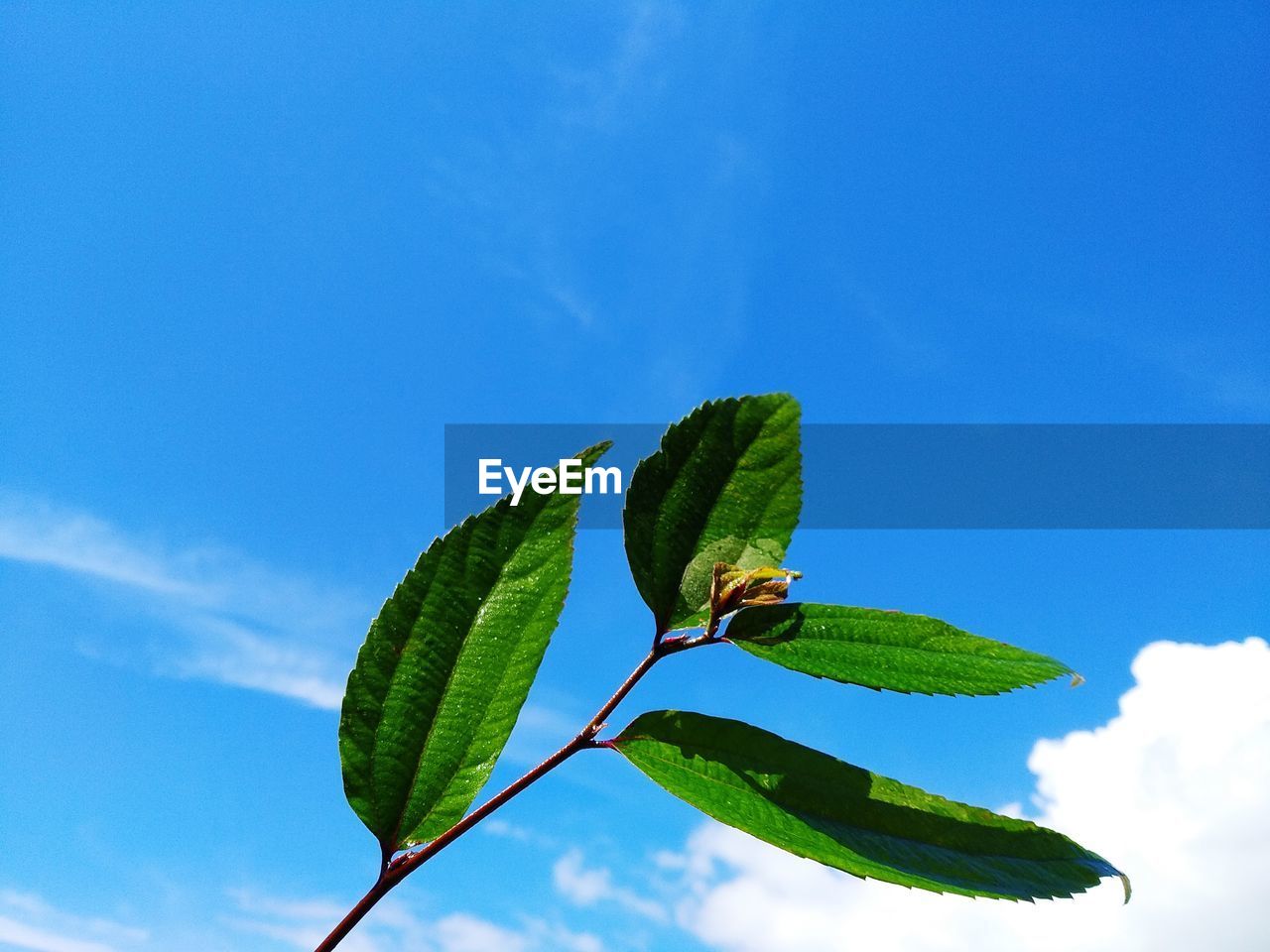 Low angle view of green leaves against blue sky