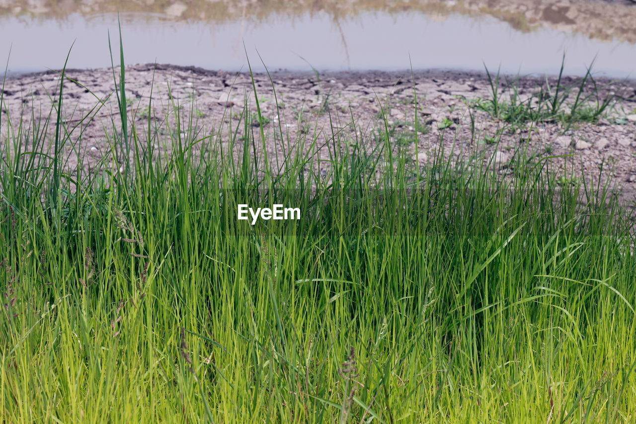 SCENIC VIEW OF GRASS GROWING ON FIELD