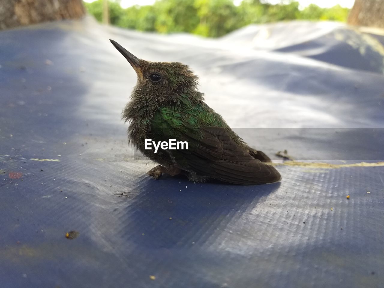 HIGH ANGLE VIEW OF BIRD PERCHING ON A ROCK