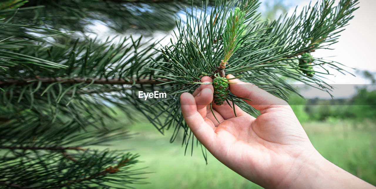 close-up of hand holding plant