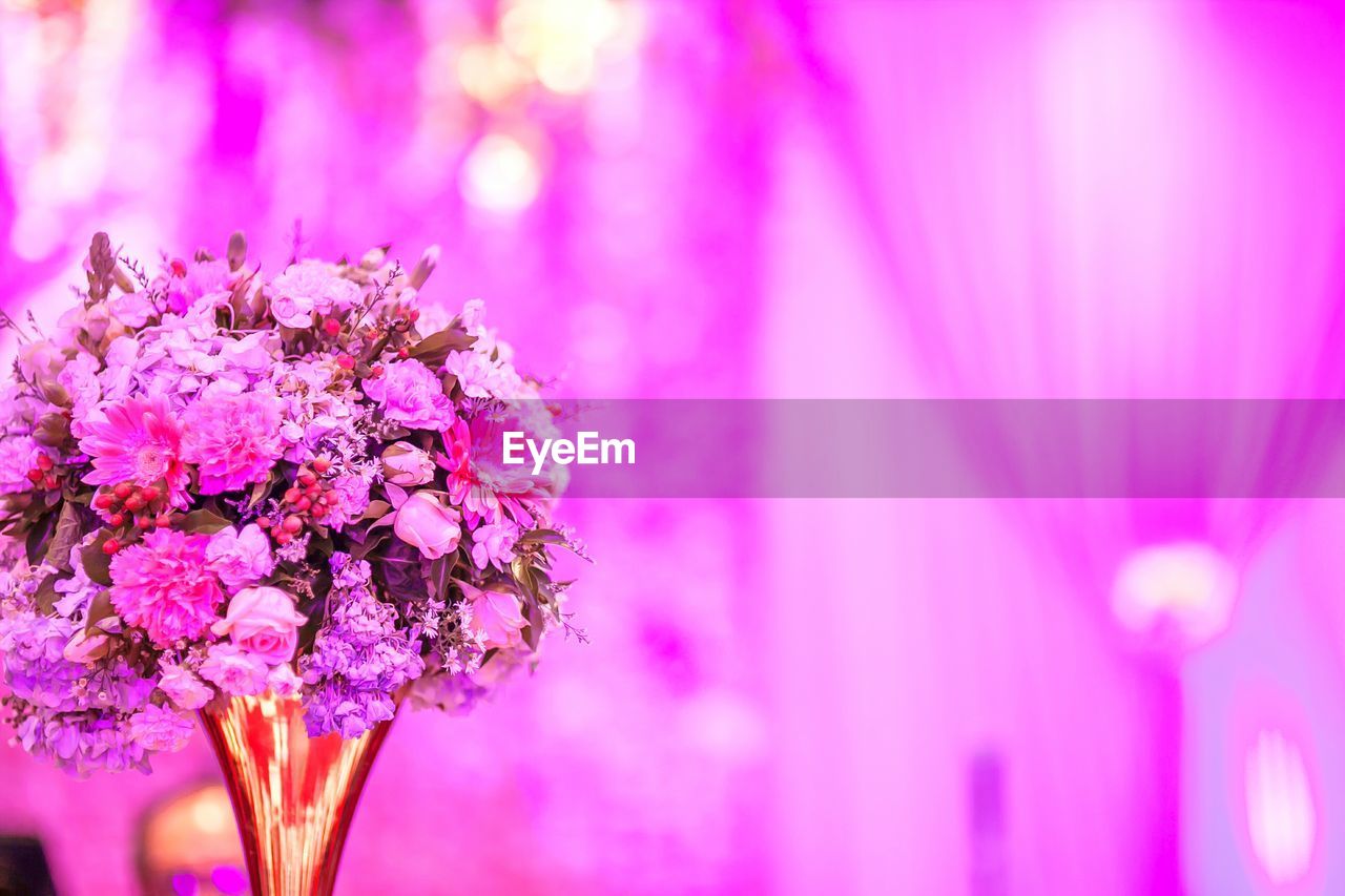 Close-up of pink flowers blooming outdoors